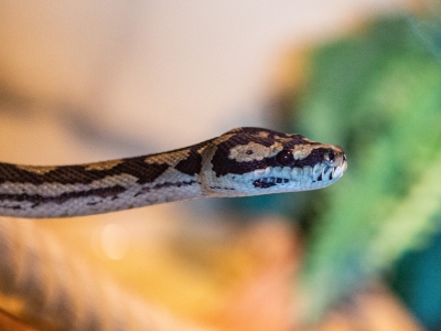 Ruitpython - De Zonnegloed - Dierenpark - Dieren opvangcentrum - Sanctuary